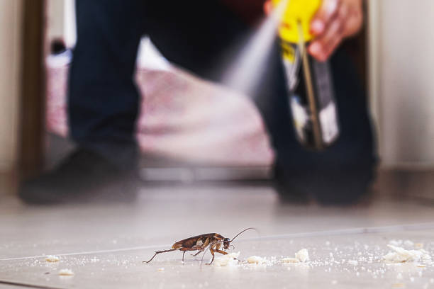 Best Flea Control Services  in Italy, TX